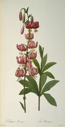 Lilium Martagon, z „Les Liliacees, 1806”